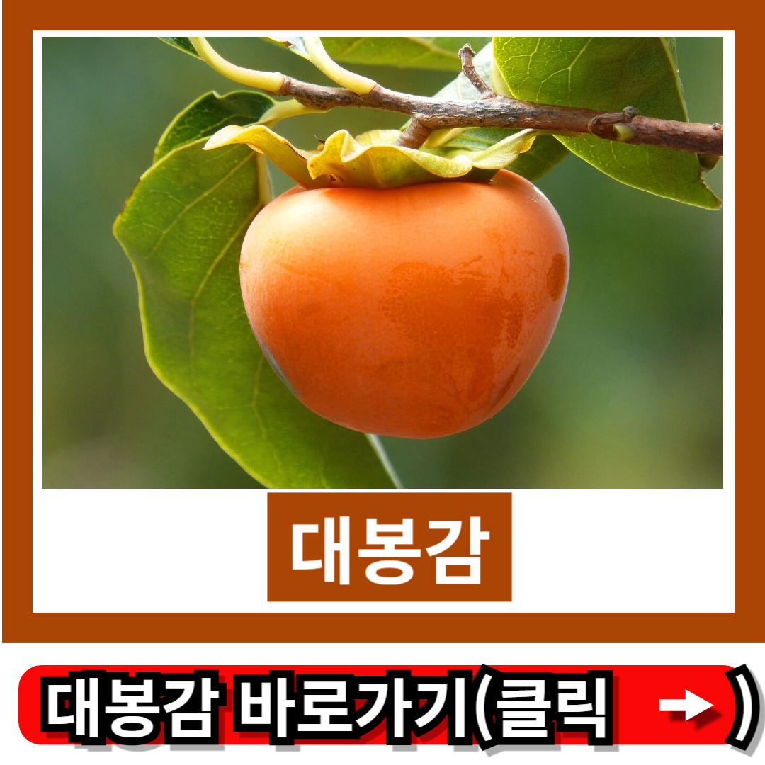 대봉감 수확시기