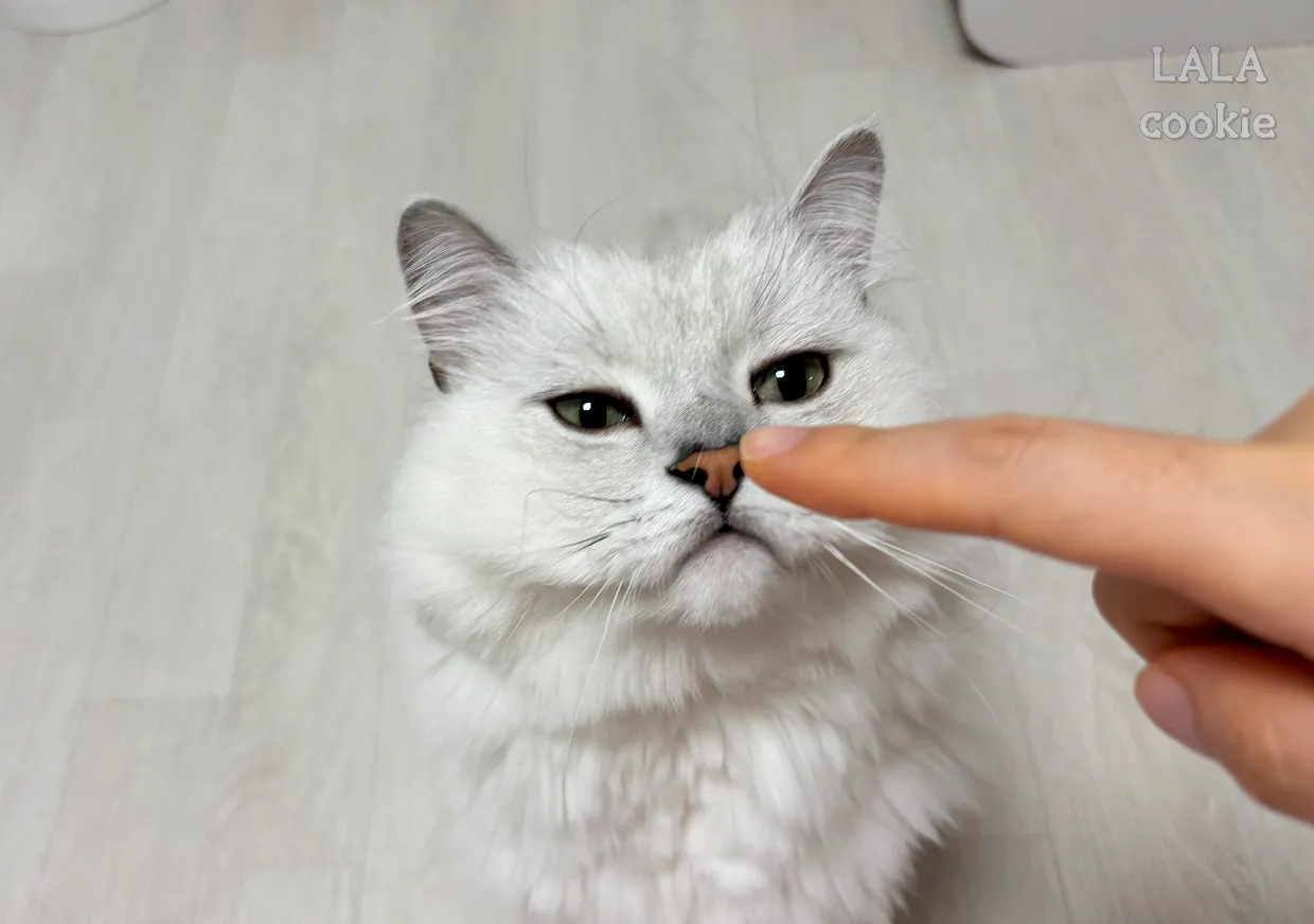 얌전히-앉아있는-고양이-사진