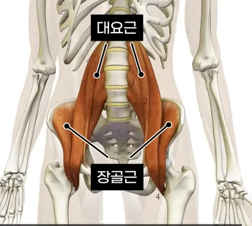 "병원 가도 낫지 않는 허리 통증·어깨 결림, '이 근육'이 굳어서 생깁니다 (장요근 스트레칭, 흉추 운동법)"