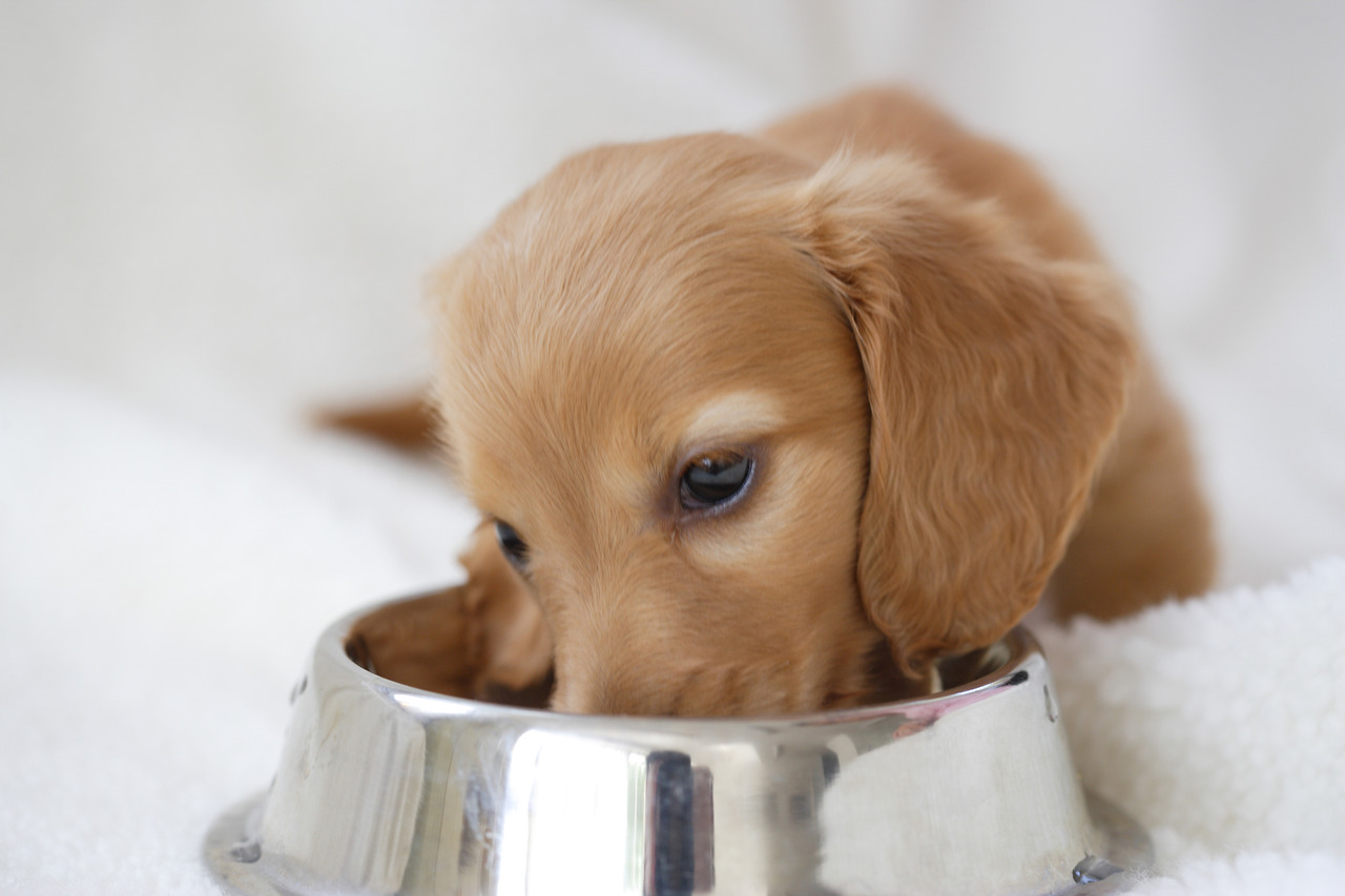 강아지가 사료를 먹고 물을 마시는 모습