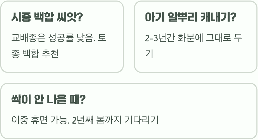 백합 씨앗 파종, 구근이 아닌 씨앗으로 번식시키는 방법과 시간