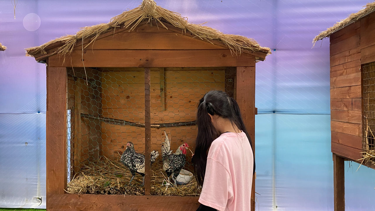 태안 가을꽃박람회의 미니 동물농장에서 닭을 만나다.