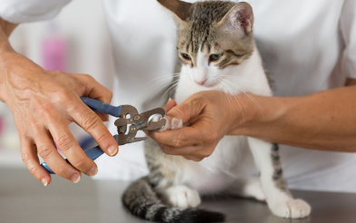 손톱을 깎아주는 고양이.