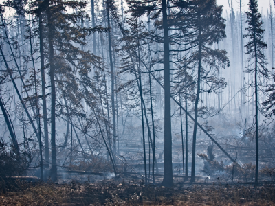 2025 산불 피해 보상 신청 방법