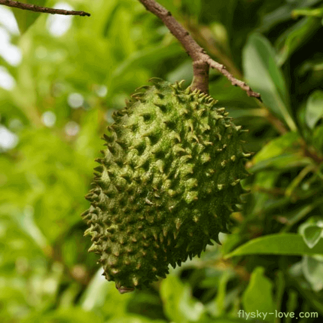 신이 내린 기적의 식물 그라비올라