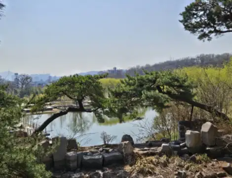 북서울꿈의숲-월영지소나무