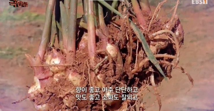 토종생강-극한직업