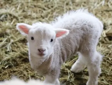대관령-양떼목장-입장료-주차장-운영시간