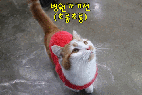 고양이움짤
