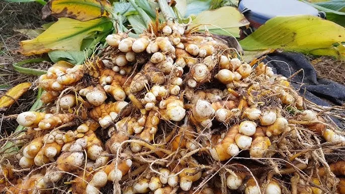 강황 재배 따뜻한 온도 보온 피복 수확 건조_6