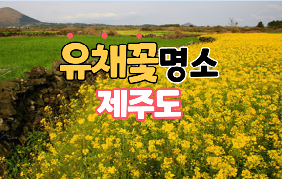 제주 유채꽃 명소