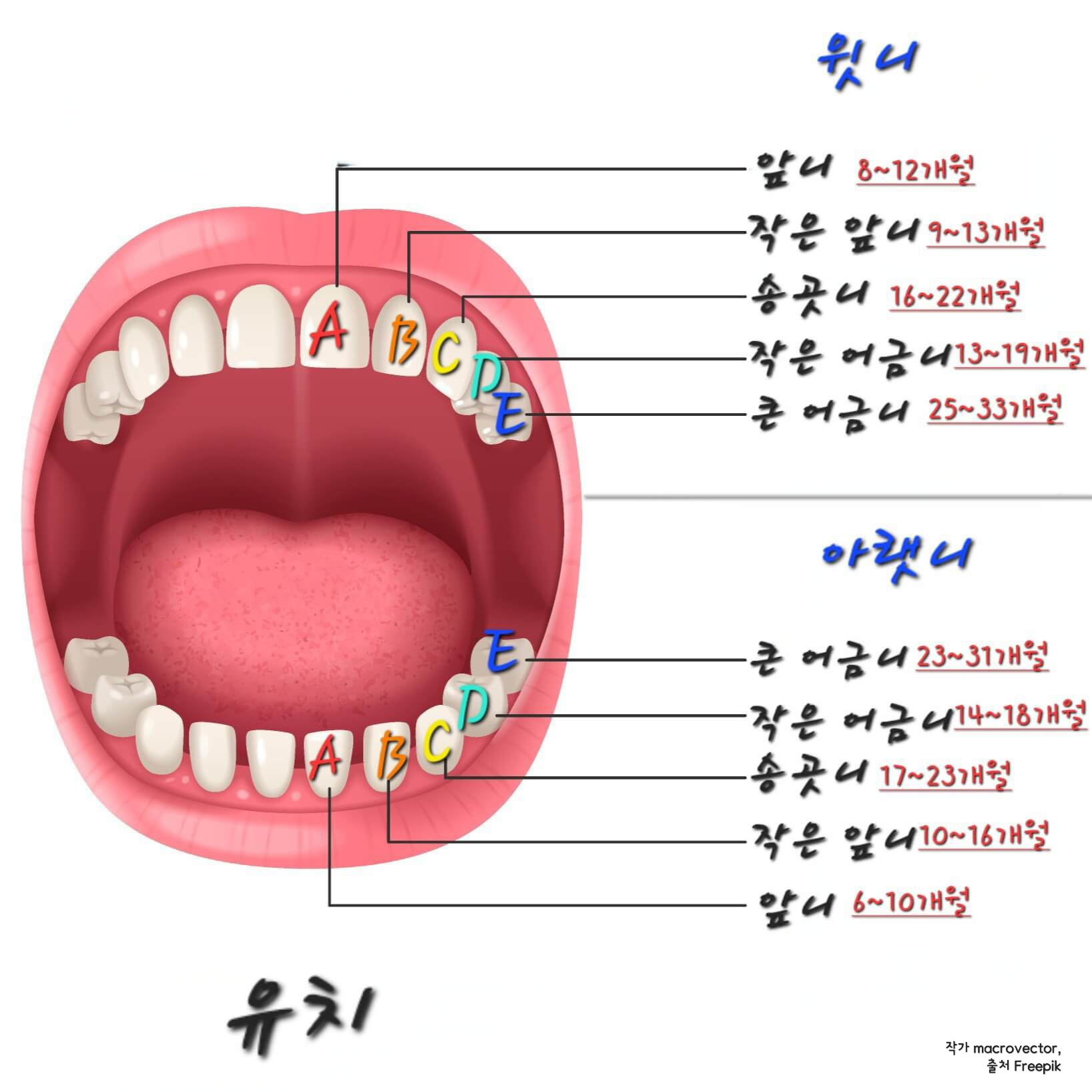 유치 이름과 맹출 시기