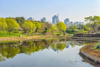 나는 빛나는 별처럼 느꼈습니다 한밭수목원 클레마티스 전시회 관람기_21