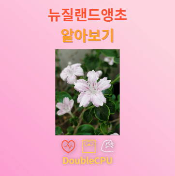 뉴질랜드앵초 탐구