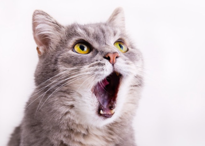 입을 벌리고 있는 고양이.