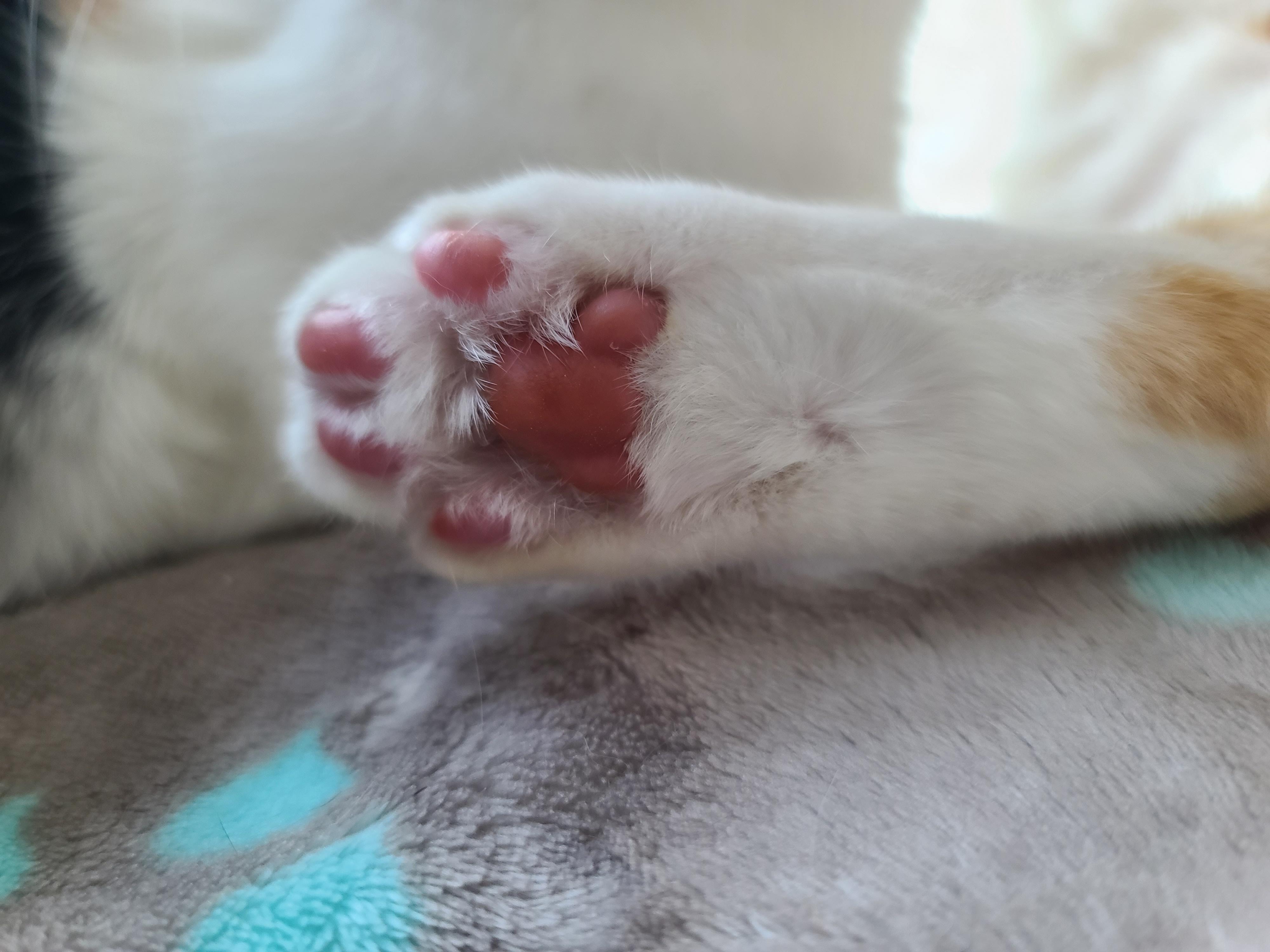 너무 예쁜 우리집 2호 고양이 커플. 삼색이 요미와 치즈냥이 막둥이 (feat.너무 다정한 그루밍)