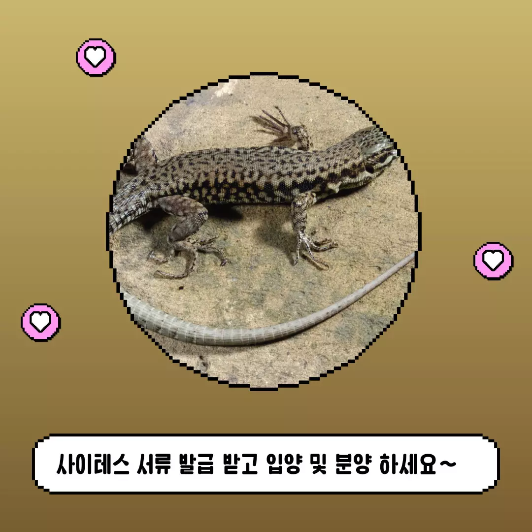 사이테스 서류 발급 방법