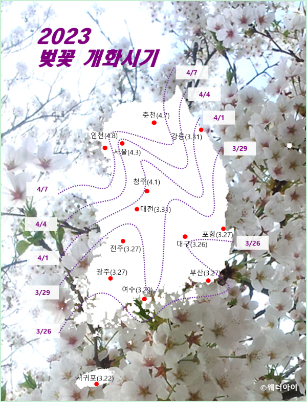 2023 벚꽃 개화시기