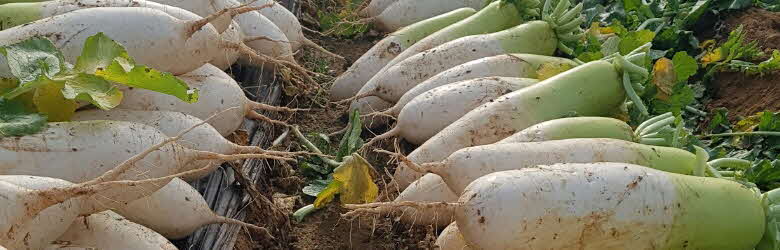 6시내고향 충남 서산 무 무우 파는 곳 전국 택배 온라인 전화 주문 추천 