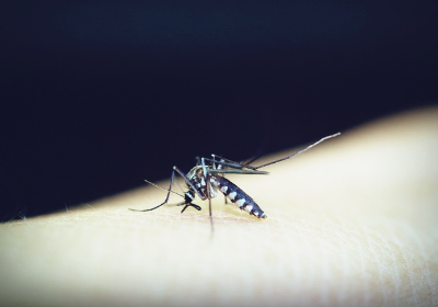 모기에 물렸을때 대처방법