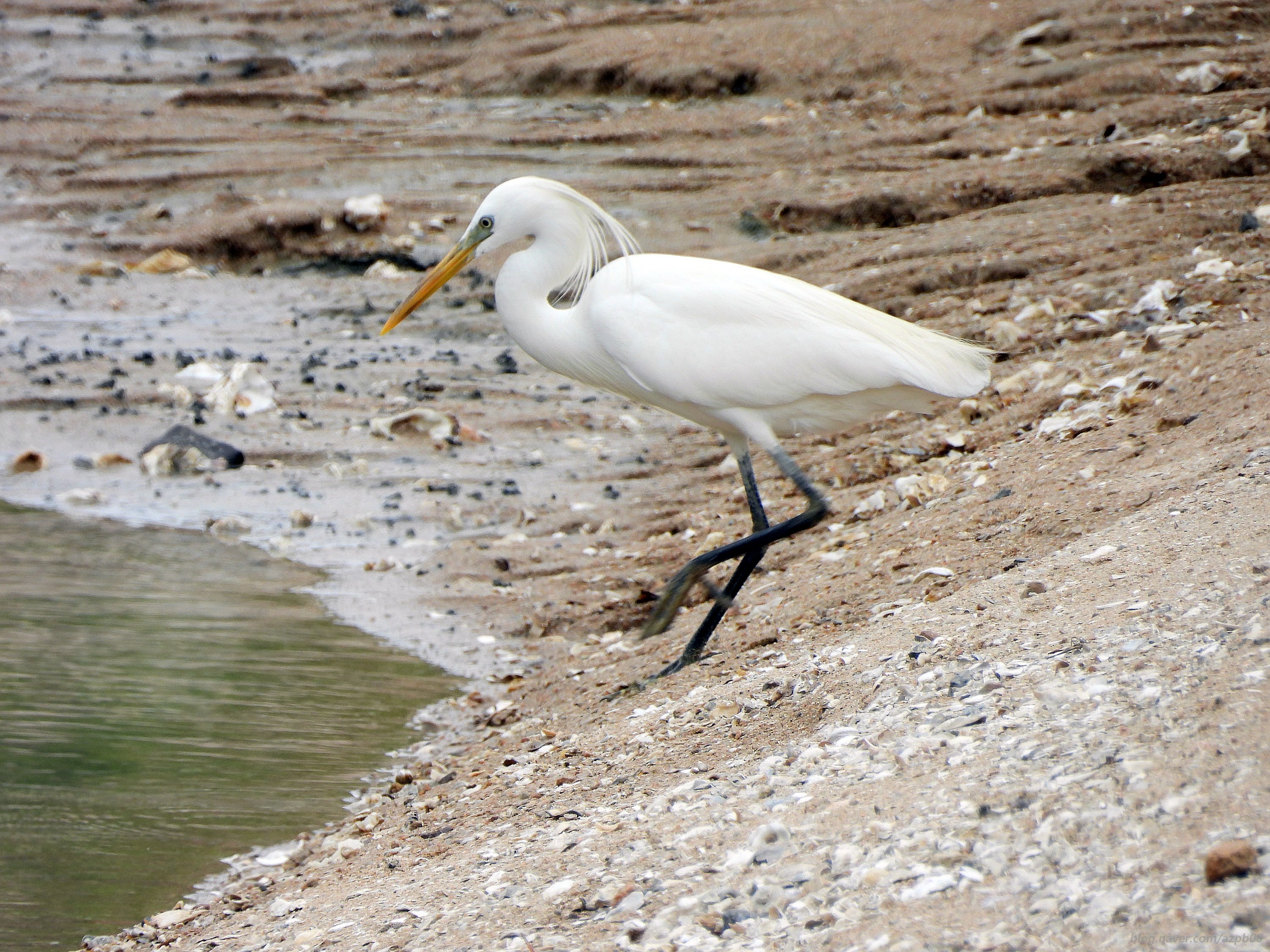 노랑부리백로 서식지와 멸종 위기 원인|2025 보호정책 정리