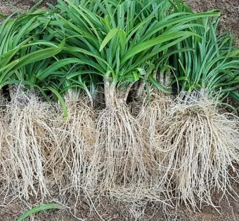 삼채 재배 모종 활착 통풍 확보 잎 수확 반복_4