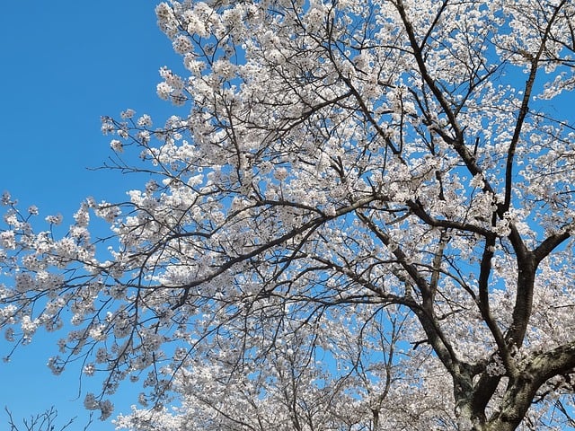 벚꽃