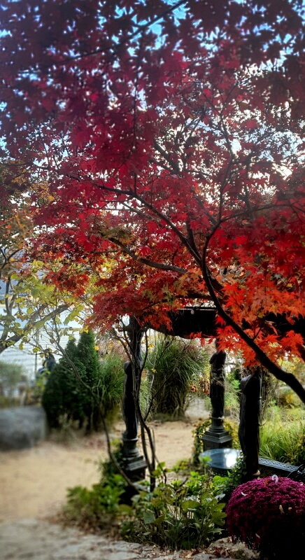 카페-대너리스-가을-단풍-명소-시기