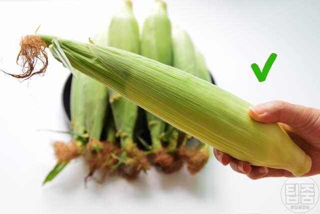 맛있는 옥수수 고르는법 무게