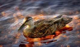 레임덕 뜻과 유래&amp;#44; 예시 총정리