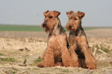 두 마리가 나란히 선 웰슈테리어.