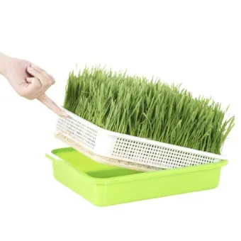 밀싹 재배 씨 뿌리기 발아 촉진 주기적 수확_10