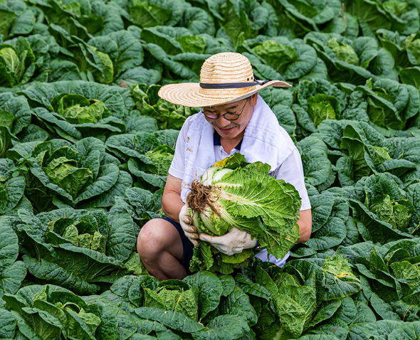 평창고랭지김장축제 예약