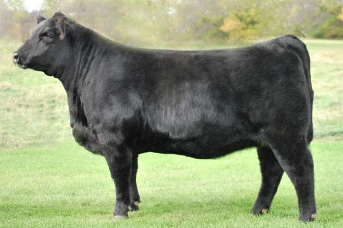 블랙앵거스 뜻, 등급, 특징