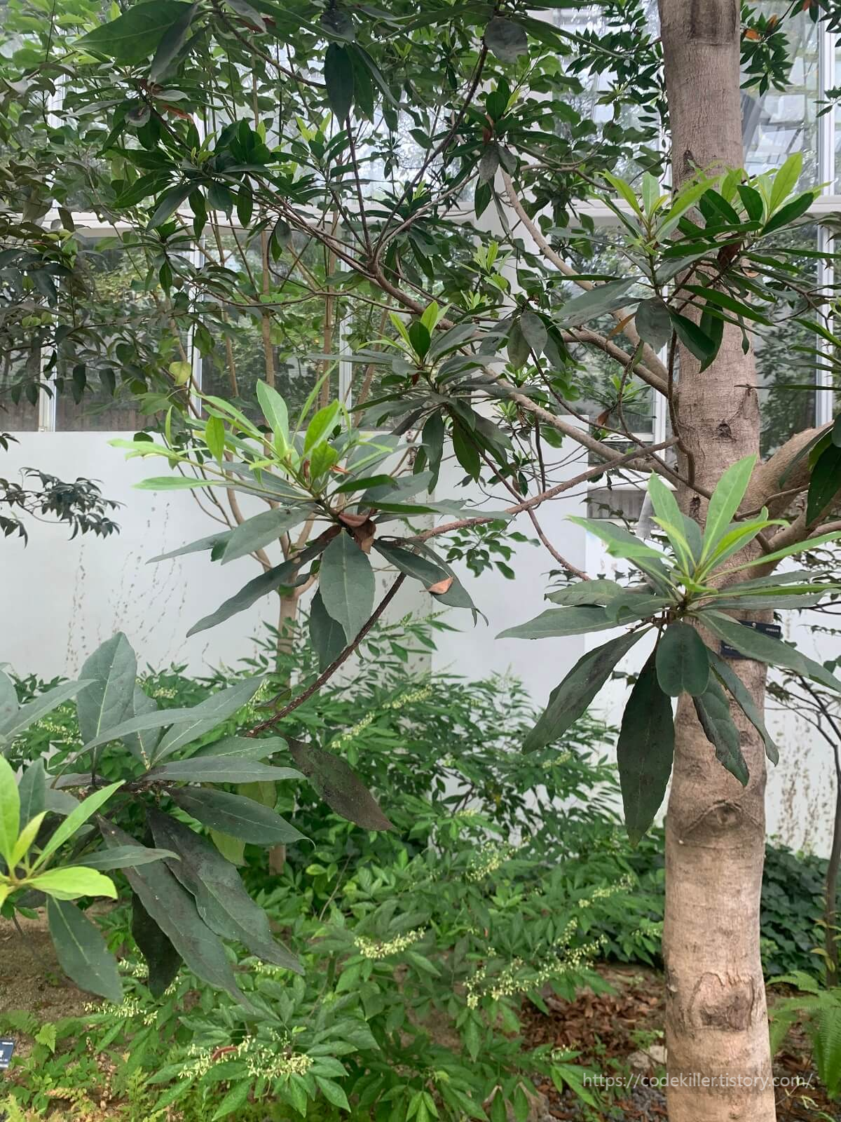 담팔수