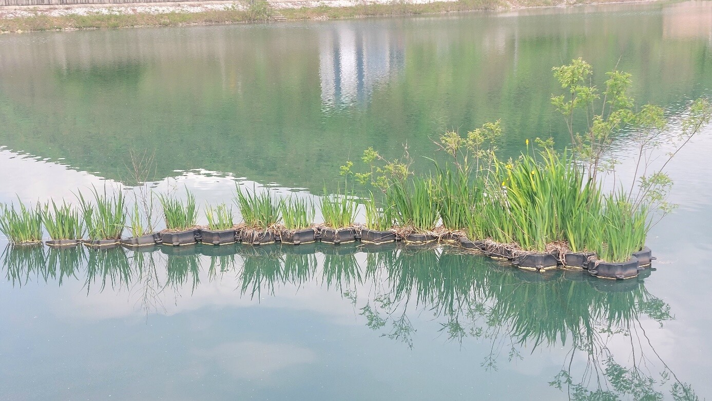 아중호수에 안에 있는 수생식물