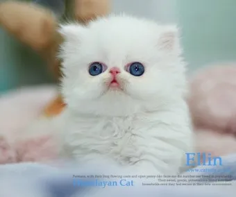 페르시안 고양이 유전병_5