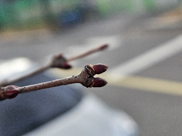 계수나무 겨울눈