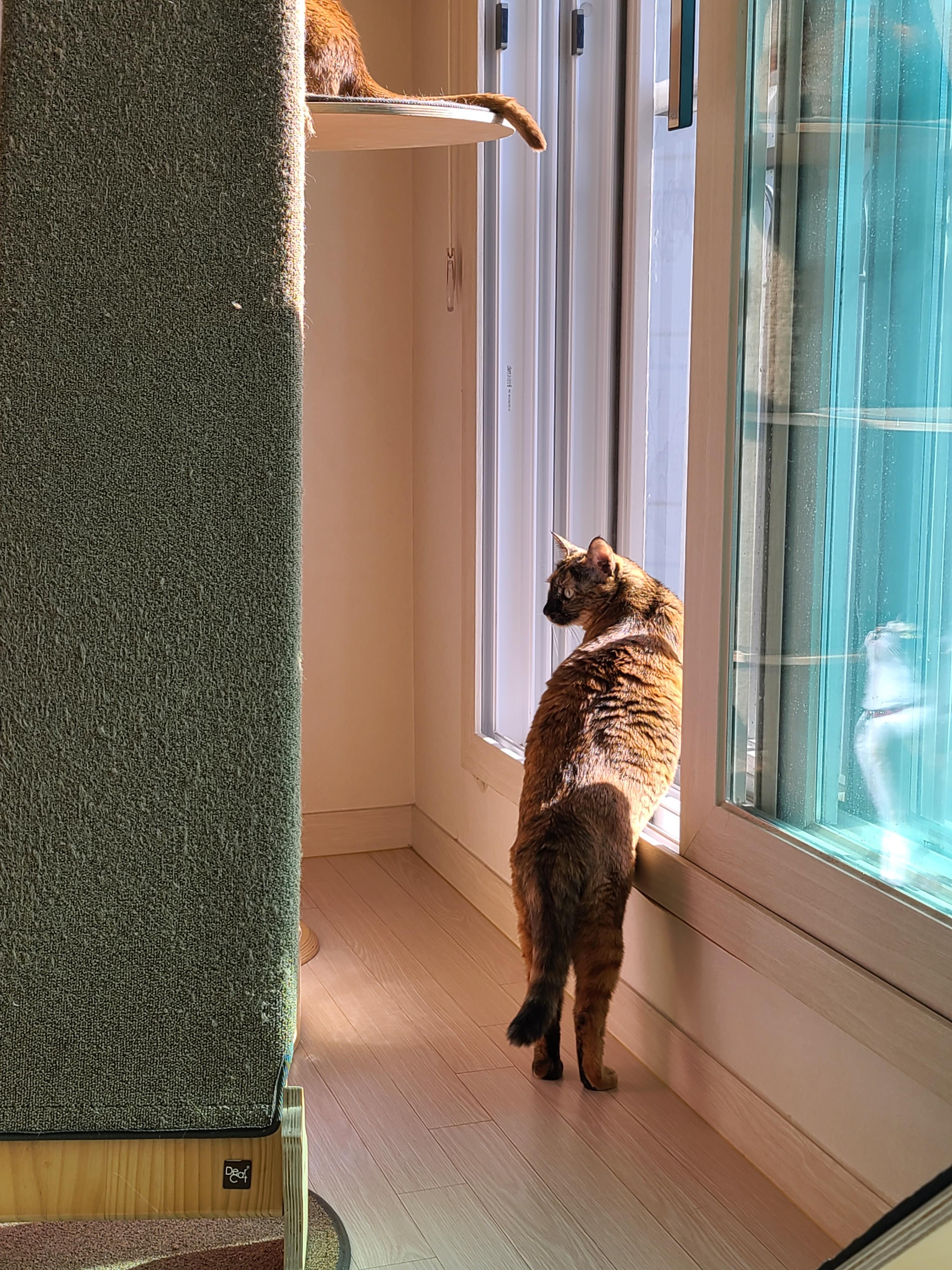 고양이들이 창밖을 보는 이유와 방묘창, 방묘문의 중요성