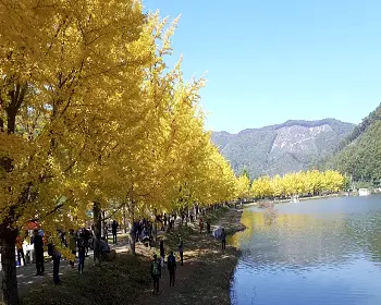 문광저수지 은행나무길_12