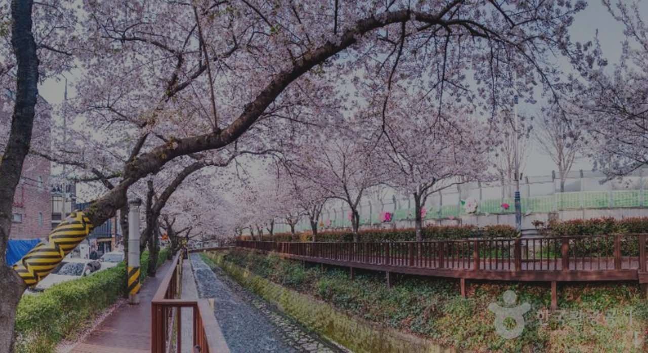 진해 여좌천 위로 분홍빛 꽃비가 내리는 듯한 군항제 풍경. [ⓒ한국관광 콘텐츠랩-라이브스튜디오]