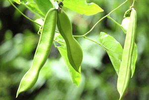 작두콩차 효능14