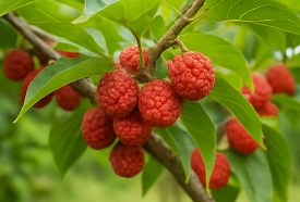 꾸지뽕 열매의 효능