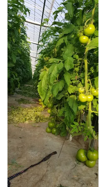 토마토 재배 지지대 설치 적심 유인 관리_8