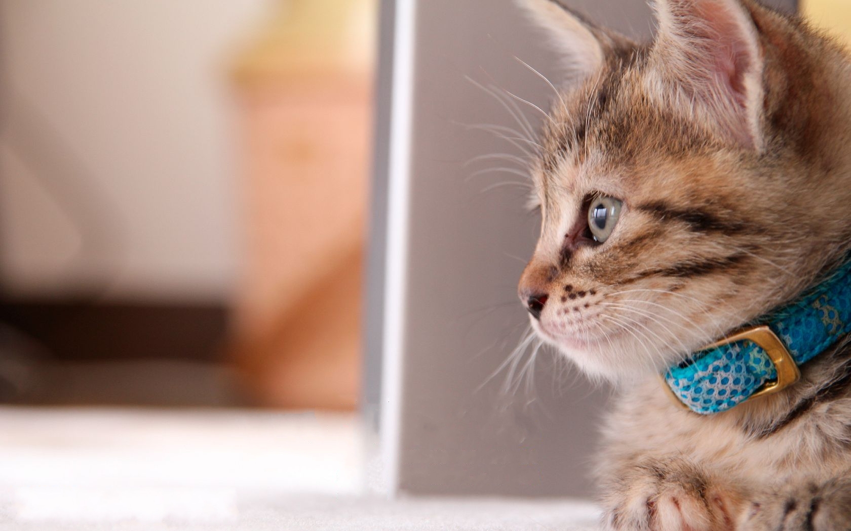 서울사랑상품권 발행일정 구매방법