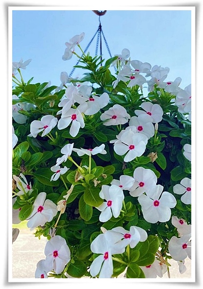 정원 "일일초 키우기" 여름을 환하게 밝히는 정원의 보석!