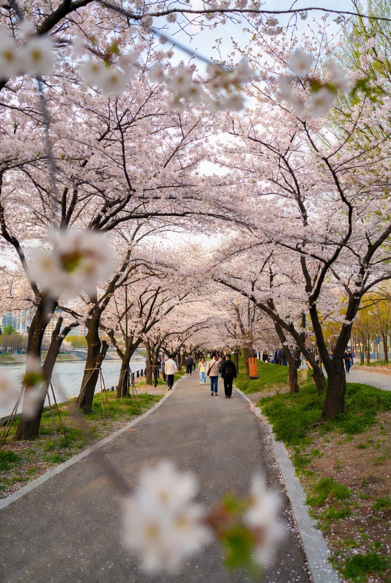 강변 산책로를 따라 벚꽃이 길게 늘어서 있고, 사람들이 여유롭게 걷고 있는 서울의 숨은 명소 풍경입니다.