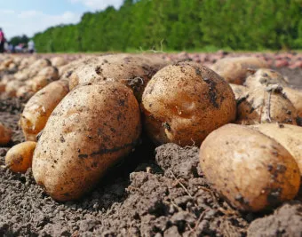 가을감자 심는시기 파종시기와 재배법_18