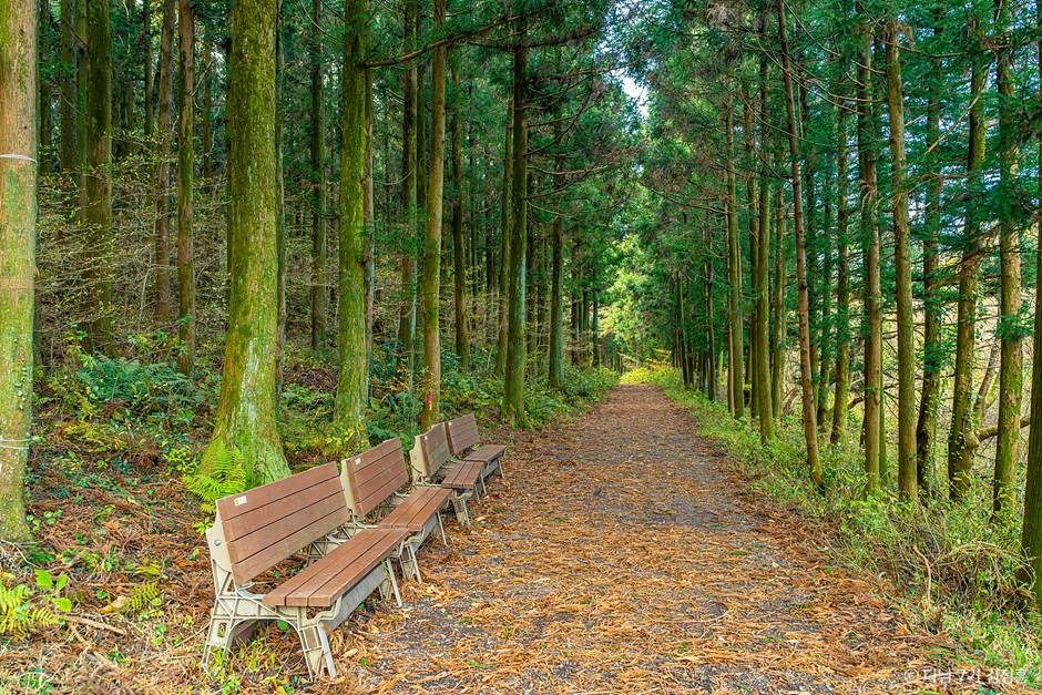 제주 삼다수숲길