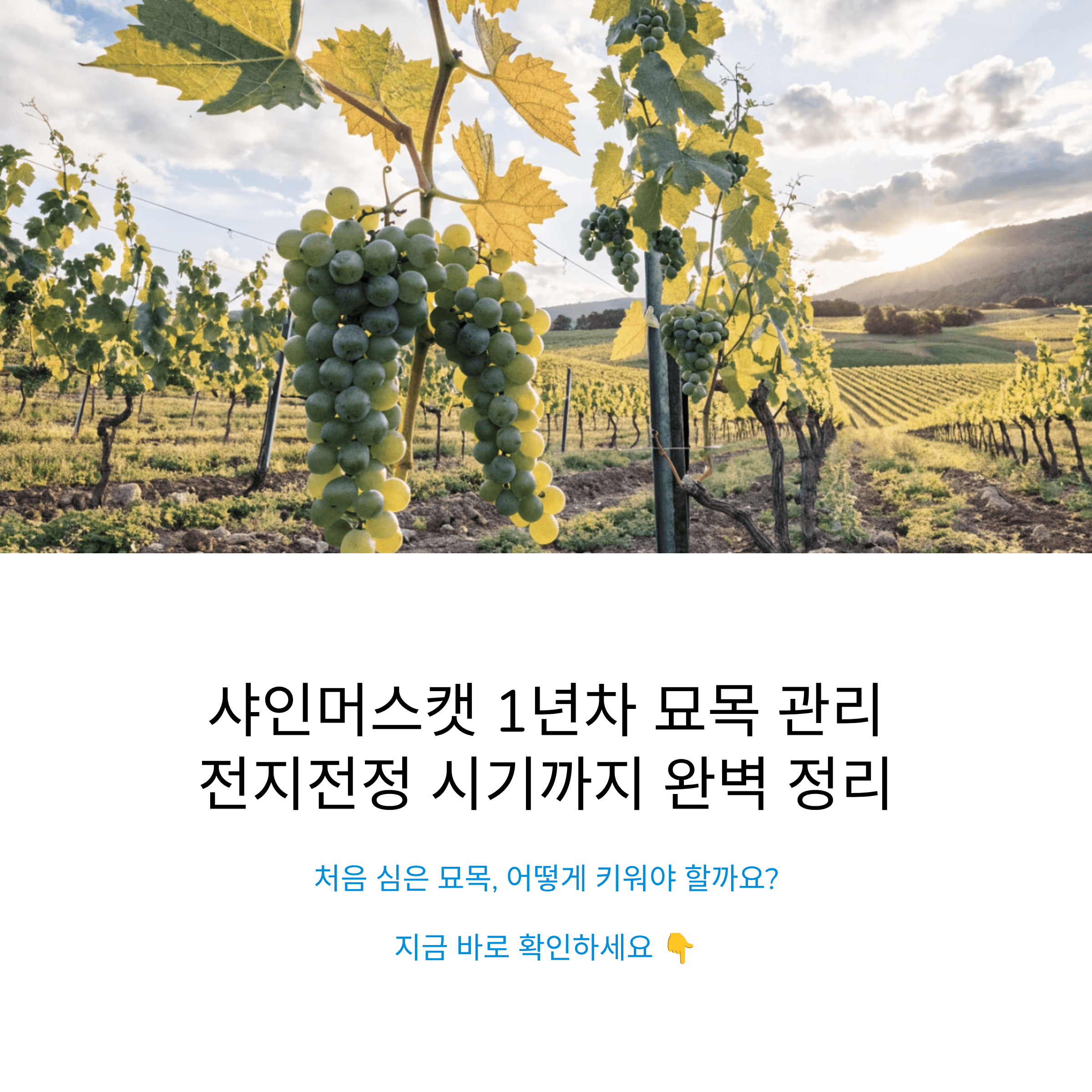 샤인머스캣 1년 차 묘목 관리 방법과 전지전정 시기를 처음부터 끝까지 완벽 정리